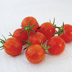 Sparky XSL F1 Tomato Seeds Durable High-Heat Vigorous Cherry Tomatoes High Germination Garden Seeds heirloom non-gmo seeds