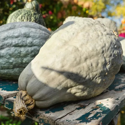 Hubbard Blue Winter Squash Seeds Large Blue-Gray Sweet Winter Squash High Germination Garden Seeds heirloom non-gmo seeds