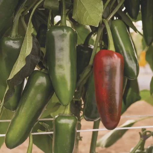 San Joaquin Jalapeno Pepper Seeds Early Thick-Walled Jalapeños High Germination Garden Seeds heirloom non-gmo seeds