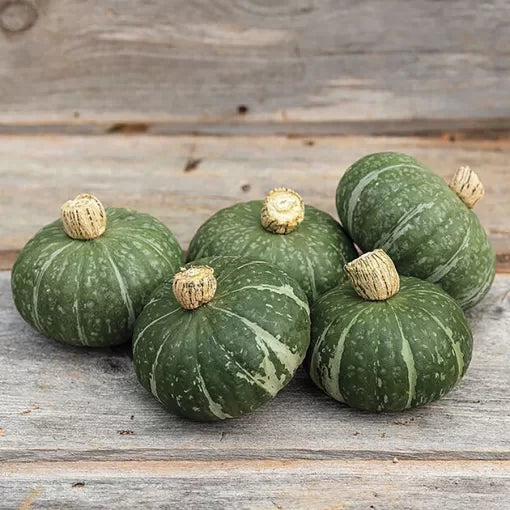 Sweet Jade Kabocha Squash Seeds Compact Sweet Green Kabocha High Germination Garden Seeds heirloom non-gmo seeds