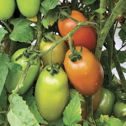 Zenzei Tomato Seeds High-Yield Disease-Resistant Red Tomatoes High Germination Garden Seeds heirloom non-gmo seeds