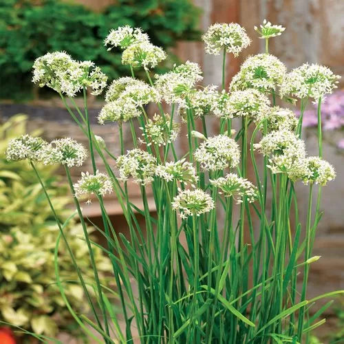 Autumn Bee Attraction Allium Seeds Fall Bloom Hybrid Allium High Germination Garden Seeds heirloom non-gmo seeds