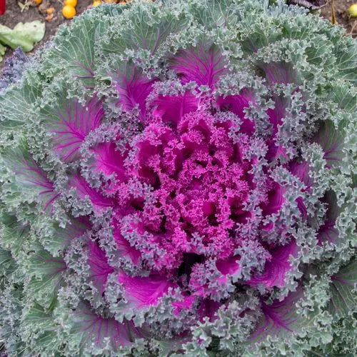 Rainbow Candy Crush Hybrid Ornamental Kale Seeds Color-Rich Ruffled Ornamental Kale High Germination Garden Seeds heirloom non-gmo seeds