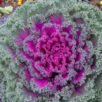 Rainbow Candy Crush Hybrid Ornamental Kale Seeds Color-Rich Ruffled Ornamental Kale High Germination Garden Seeds heirloom non-gmo seeds