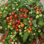 Heartbreakers Vallery Red Hybrid Tomato Seeds Compact Hanging Basket Red Tomatoes High Germination Garden Seeds heirloom non-gmo seeds