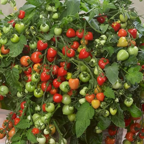 Heartbreakers Vallery Red Hybrid Tomato Seeds Compact Hanging Basket Red Tomatoes High Germination Garden Seeds heirloom non-gmo seeds