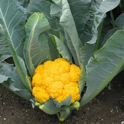 Clementine Hybrid Cauliflower Seeds Early Orange-Tinted Nutty Cauliflower High Germination Garden Seeds heirloom non-gmo seeds