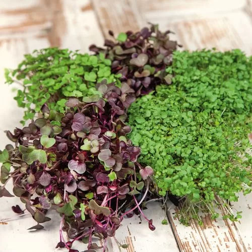 Spicy Salad Mix Microgreens Seeds -Growing Spicy Microgreen Blend High Germination Garden Seeds heirloom non-gmo seeds