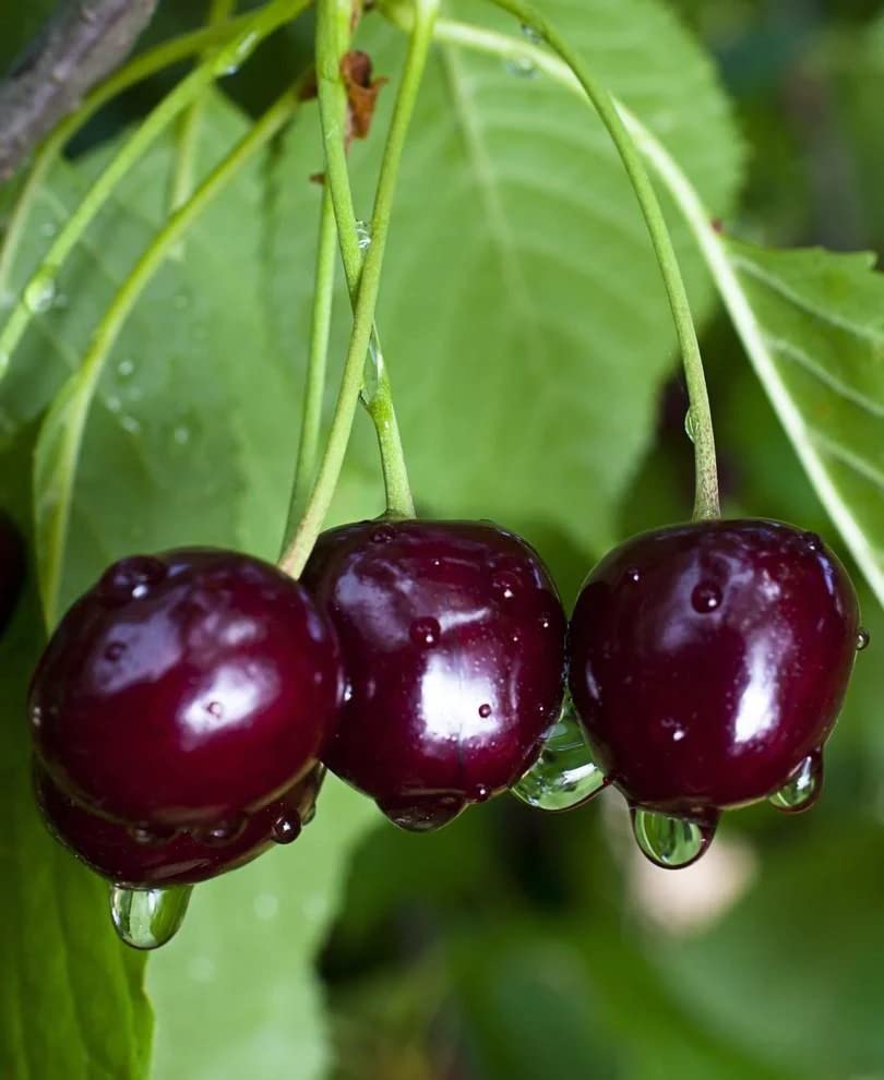 Black Tartarian Sweet Cherry Fruit Seeds for Planting - Growing Sweet and Tasty Cherries in Your Garden