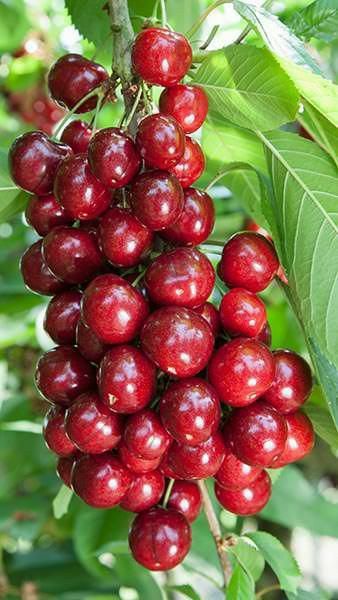 Chokecherry (Prunus virginiana)