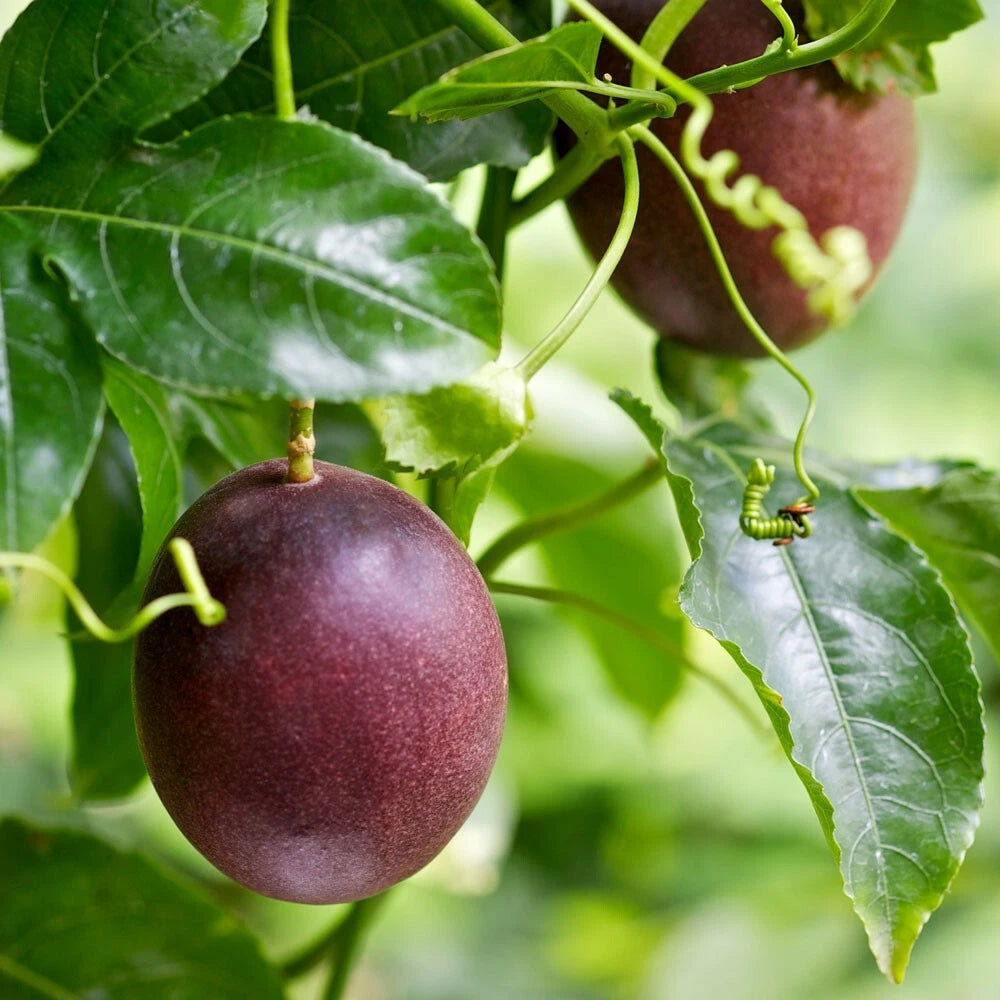 Passion Fruit Seeds - Grow Tangy and Refreshing Passion Fruit at Home