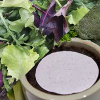 Lettuce Seeds (Organic) - Mesclun Mix