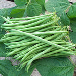 Calima Garden Bean Seeds Slim Extra-Tender French Bush Beans High Germination Garden Seeds heirloom non-gmo seeds