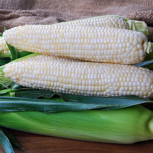 Diamond Mine Hybrid Sweet Corn Seeds Extra-Sweet High-Yield White Corn High Germination Garden Seeds heirloom non-gmo seeds
