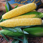 Gold Standard Hybrid Sweet Corn Seeds Strong Sweet Yellow Corn Ears High Germination Garden Seeds heirloom non-gmo seeds