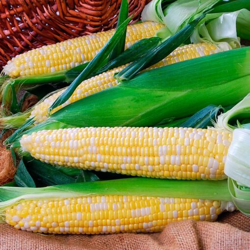 Nectar Hybrid Sweet Corn Seeds Extra-Juicy High-Sugar Bicolor Corn High Germination Garden Seeds heirloom non-gmo seeds