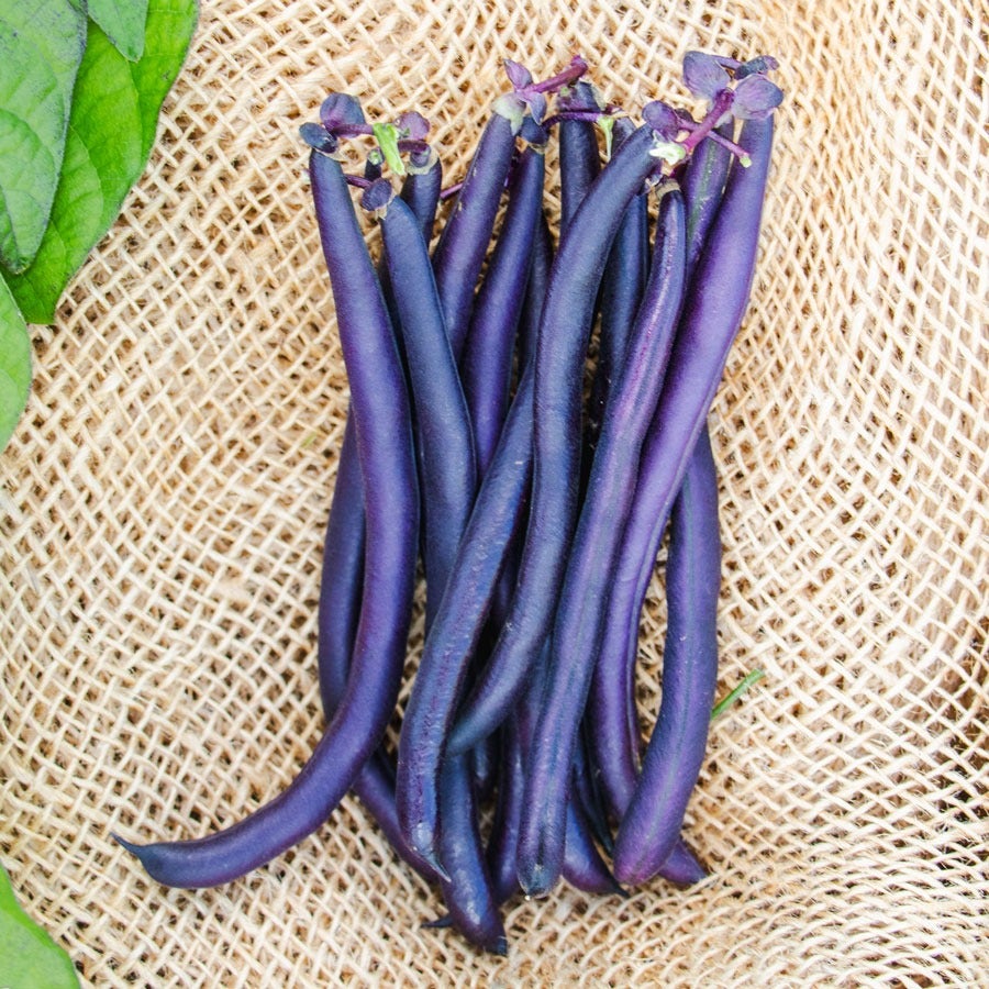 Purple Queen Improved Garden Bean Seeds Deep-Purple Productive Bush Beans High Germination Garden Seeds heirloom non-gmo seeds