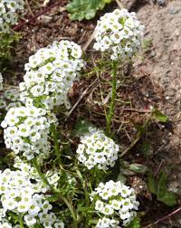 Alyssum Lobularia maritima Flower Seeds for Planting in Hanging Pots