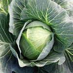 Superstar Hybrid Cabbage Seeds Large Tight-Head Early Green Cabbage High Germination Garden Seeds heirloom non-gmo seeds