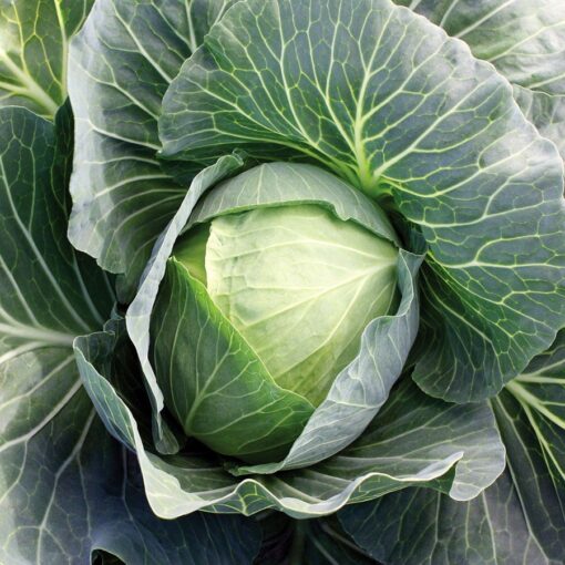 Superstar Hybrid Cabbage Seeds Large Tight-Head Early Green Cabbage High Germination Garden Seeds heirloom non-gmo seeds