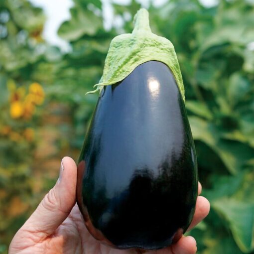 Black Stallion Hybrid Eggplant Seeds Long Glossy Dark-Purple Eggplants High Germination Garden Seeds heirloom non-gmo seeds