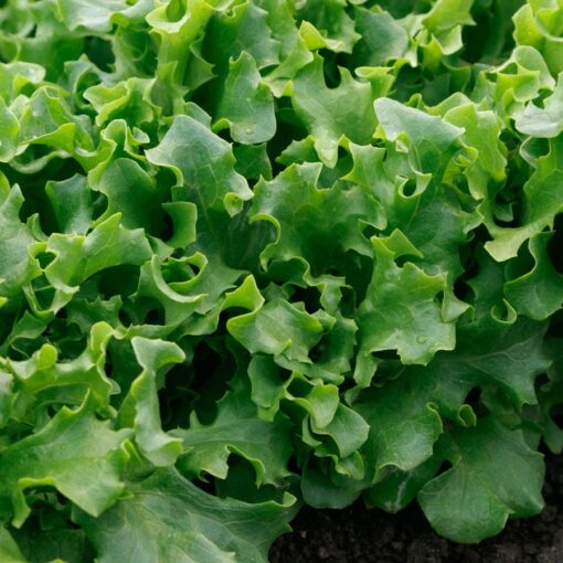 Wizard Lettuce Seeds Heat-Tolerant Compact Leaf Lettuce High Germination Garden Seeds heirloom non-gmo seeds