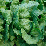 Luna Lettuce Seeds Soft Buttery Crisp Green Lettuce High Germination Garden Seeds heirloom non-gmo seeds