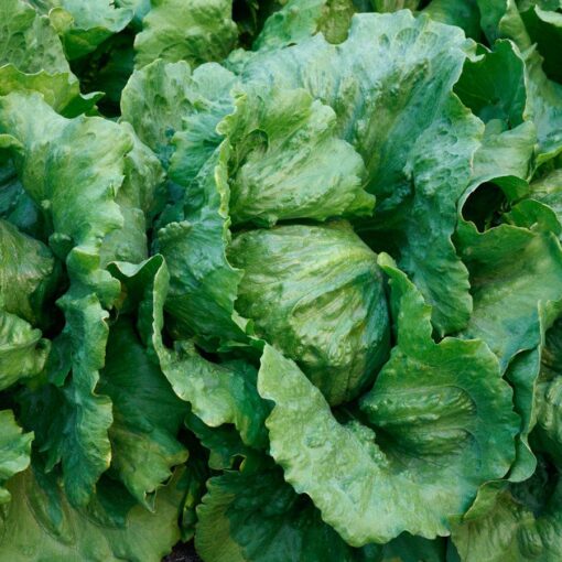 Luna Lettuce Seeds Soft Buttery Crisp Green Lettuce High Germination Garden Seeds heirloom non-gmo seeds