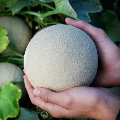 Bit O Gold Hybrid Cantaloupe Seeds Sweet Golden Early Garden Melons High Germination Garden Seeds heirloom non-gmo seeds