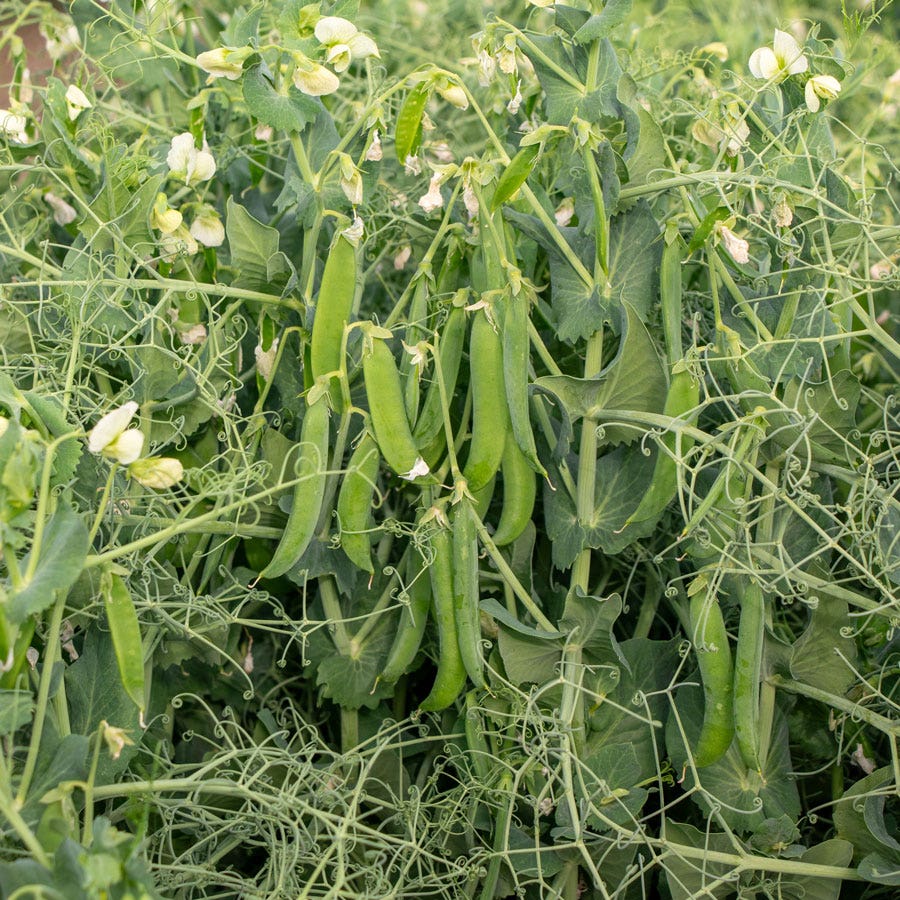 Peas N Pod Bernard Shelling Pea Seeds Heavy-Yield Garden Shelling Peas High Germination Garden Seeds heirloom non-gmo seeds