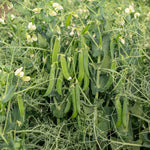 Peas N Pod Bernard Shelling Pea Seeds Heavy-Yield Garden Shelling Peas High Germination Garden Seeds heirloom non-gmo seeds