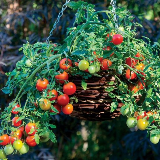 Cherry Blast Hybrid Tomato Seeds High-Sugar Red Cherry Tomatoes High Germination Garden Seeds heirloom non-gmo seeds