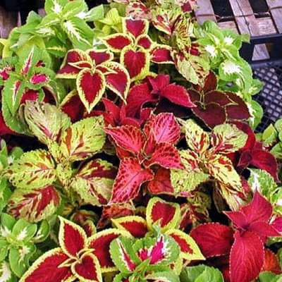 Coleus Rainbow Mix Coleus blumei flower seeds for indoor pots and shaded garden planting