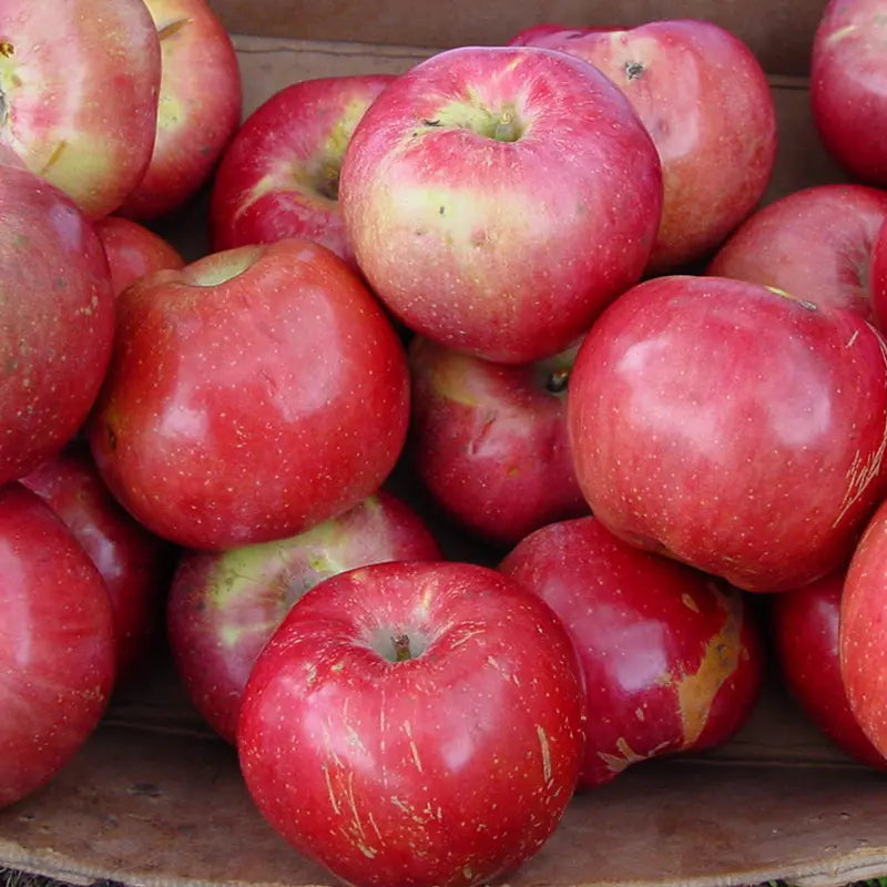 Northern Spy Apple (Malus domestica) Seeds