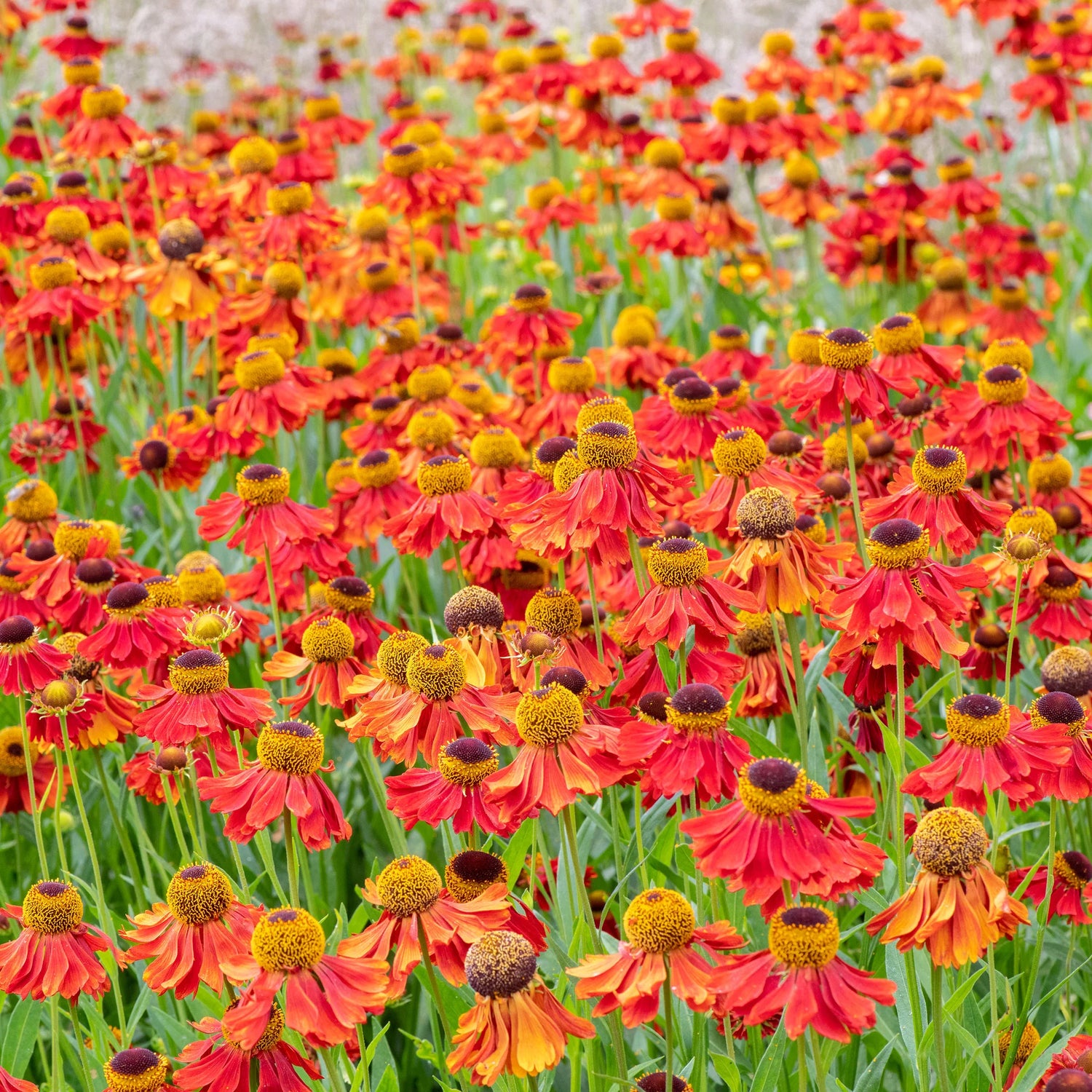 Black Eyed Susan & Helenium Moerheim Beauty Bulbs Collection