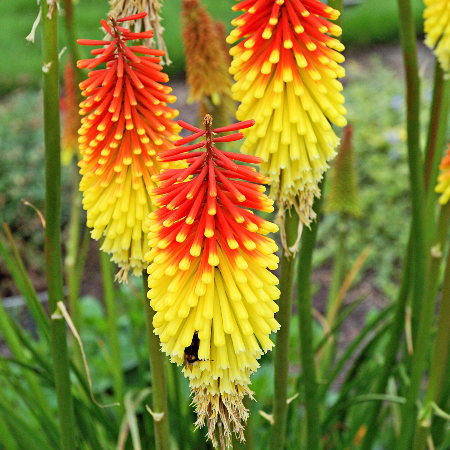Red Hot Poker Kniphofia uvaria flower seeds for planting in sunny garden borders