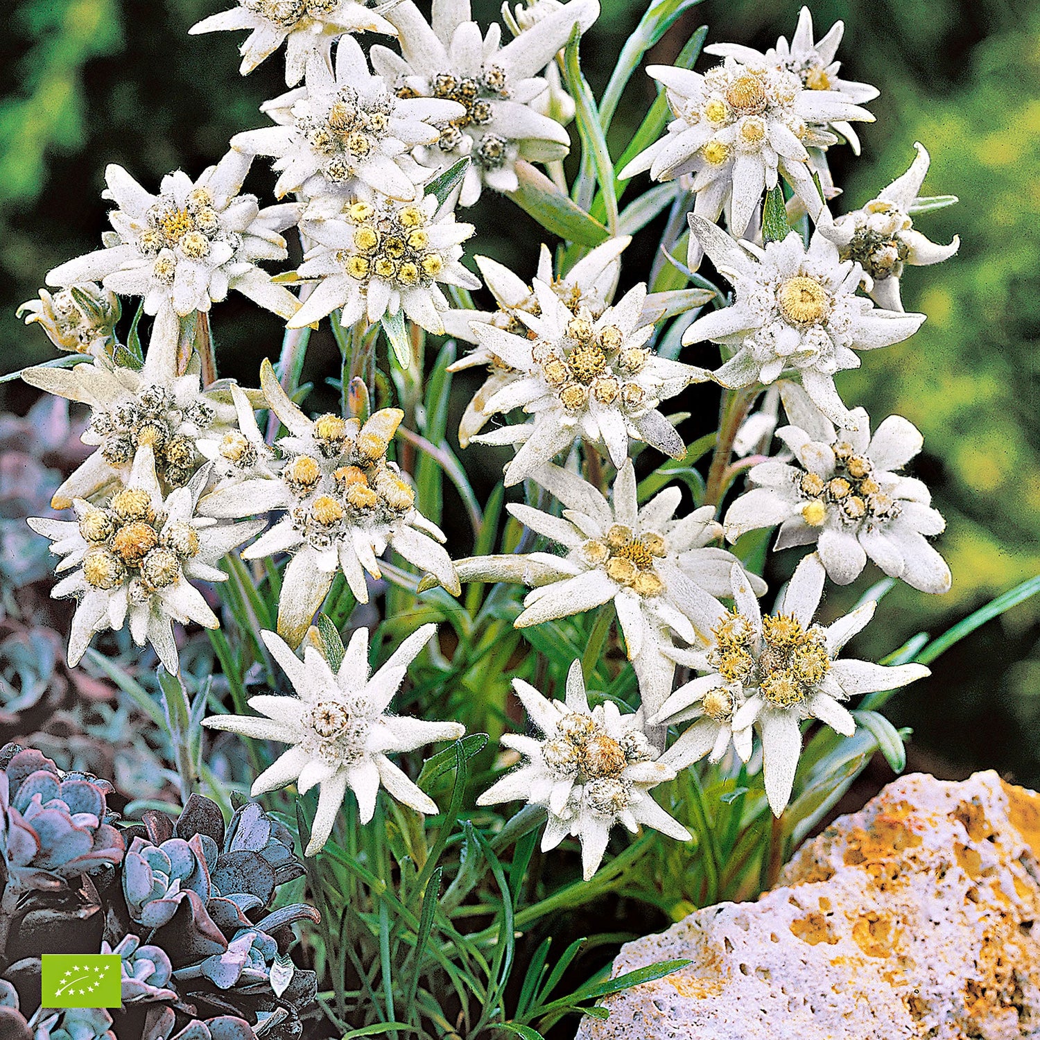 Leontopodium alpinum 'Matterhorn'- EDELWEISS Seeds