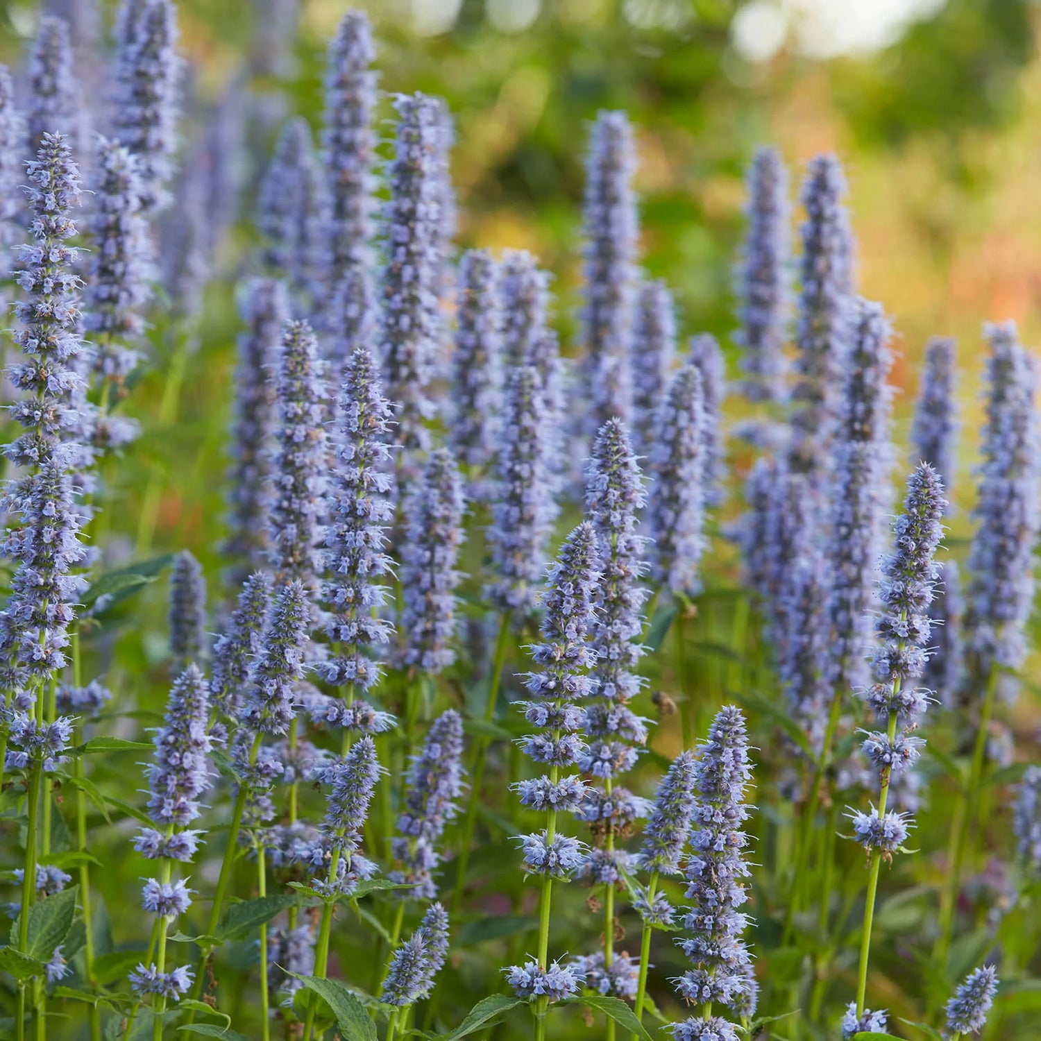 Agastache Giant Hyssop