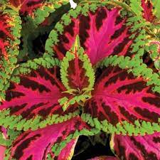 Coleus Solenostemon scutellarioides Ornamental Plant Seeds for Indoor Pots