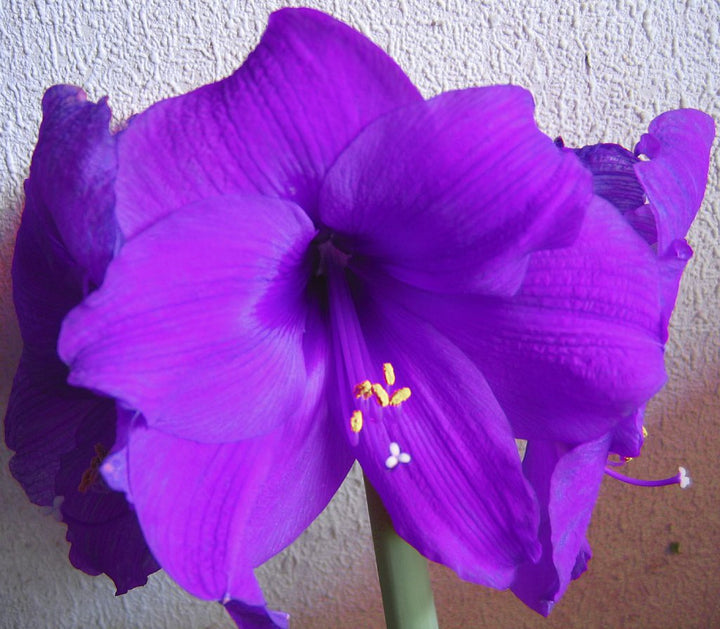 Purple Echte Amaryllis Flower Seeds for Planting - 100 pcs