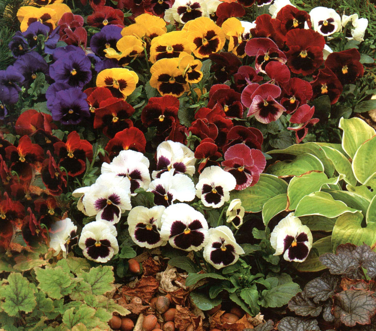 Pansy Ozzeri Giants Mix Viola × wittrockiana flower seeds for home garden and balcony planting