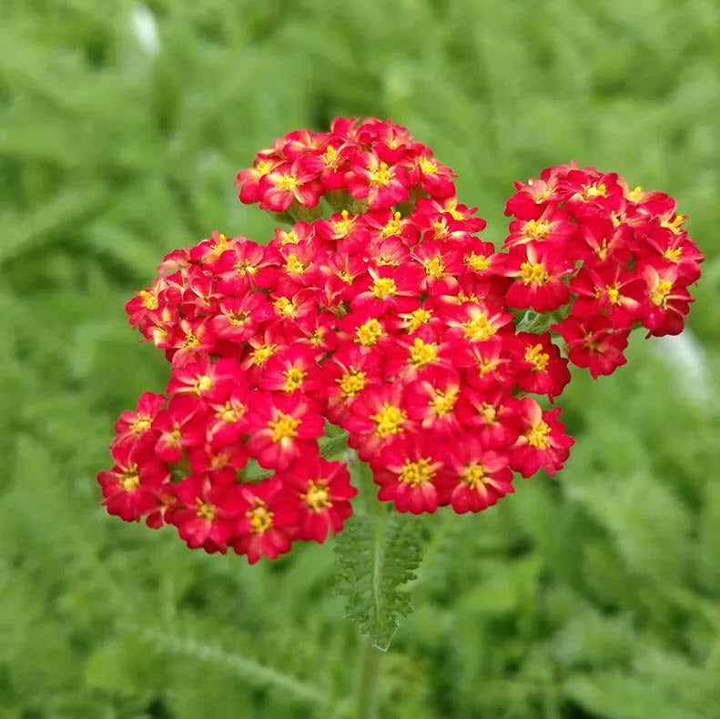 Yarrow Achillea Millefolium Rubra Flower Seeds for Planting