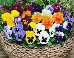 Pansy Ozzeri Giants Mix Viola × wittrockiana flower seeds for home garden and balcony planting