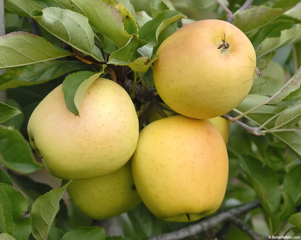 Ozark Gold Apple (Malus domestica) Seeds