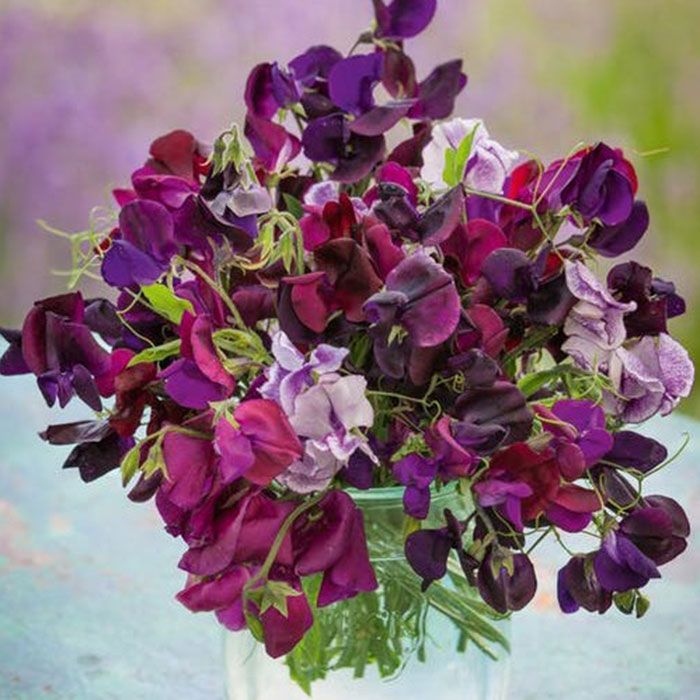 Sweet Pea Seeds - Burgundy Mix