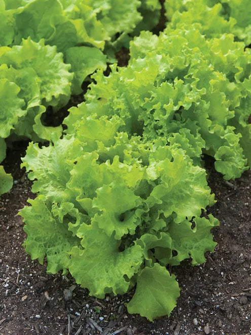 Lettuce Seeds - Black Seeded Simpson