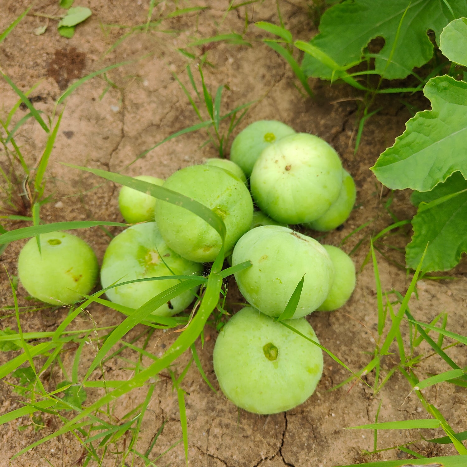 Apple Gourd Fruit Seeds for Planting - Heirloom Seeds, Vibrant, Unique Garden Growth