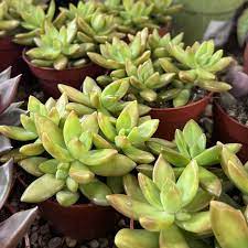 Stonecrop Sedum spp. Flower Seeds for Planting Mini Bonsai Variety in Indoor Pots