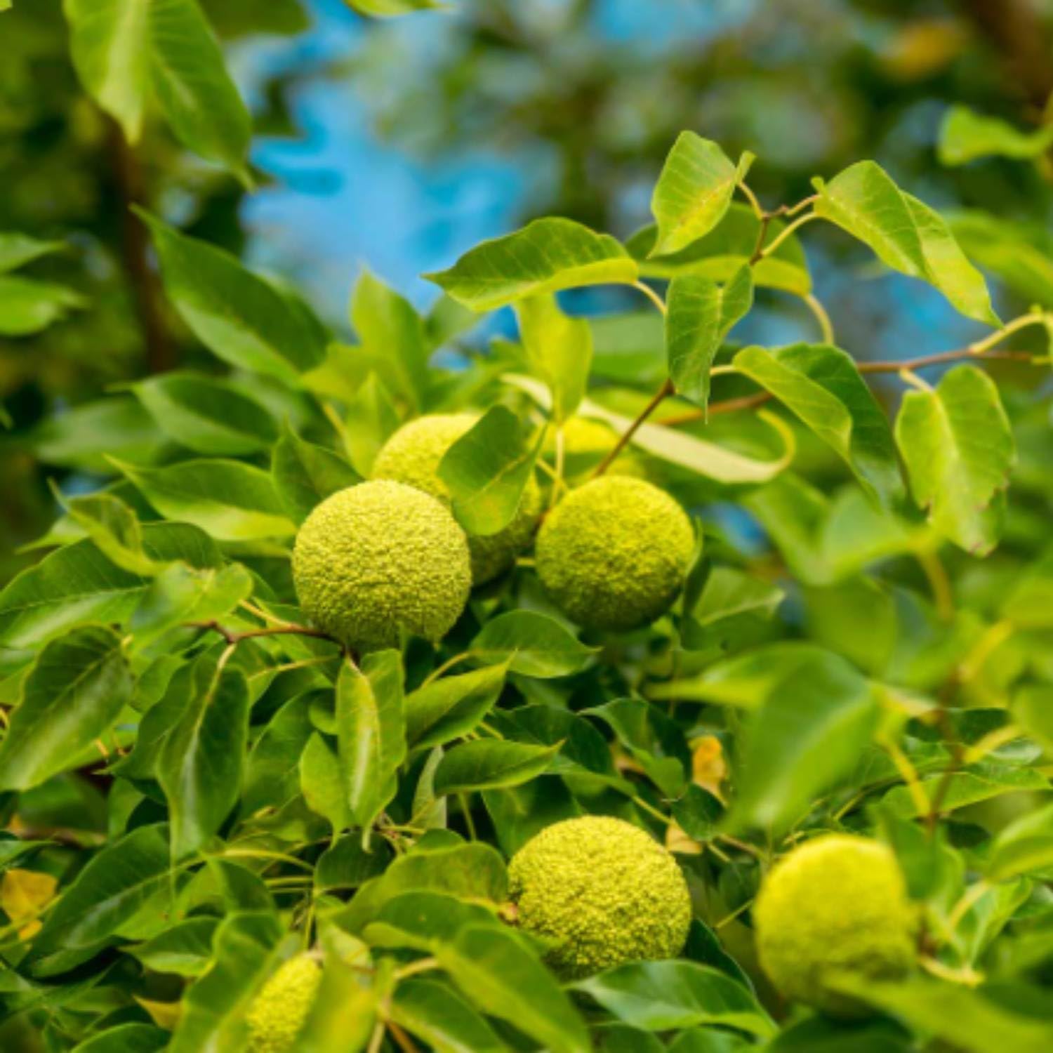 Yellow Maclura Fruit Seeds - Grow This Hardy and Fruitful Plant in Your Garden