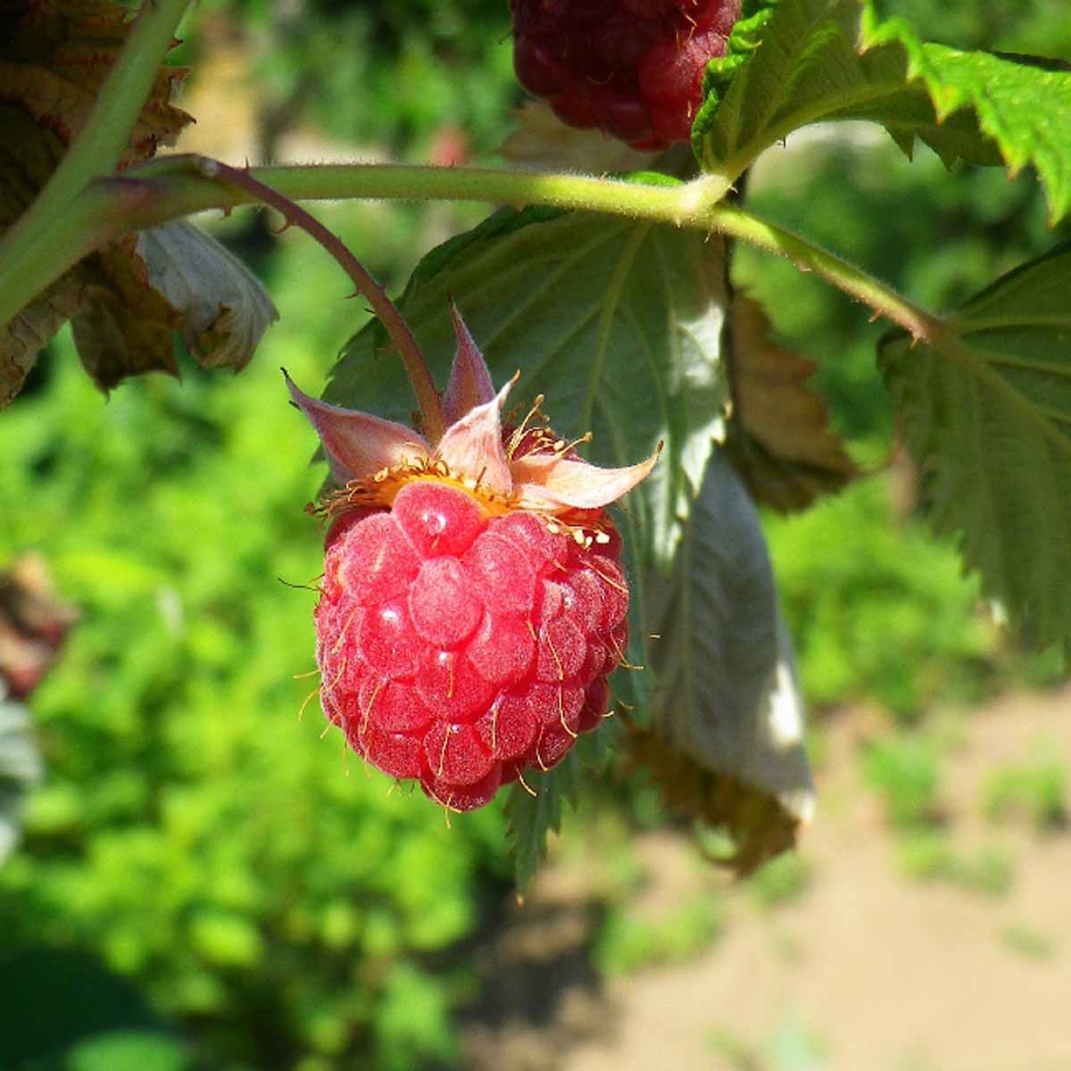 Lampone Rubus Idaeus Berry Fruit Seeds for Planting - a Sweet and Colorful Berry Harvest